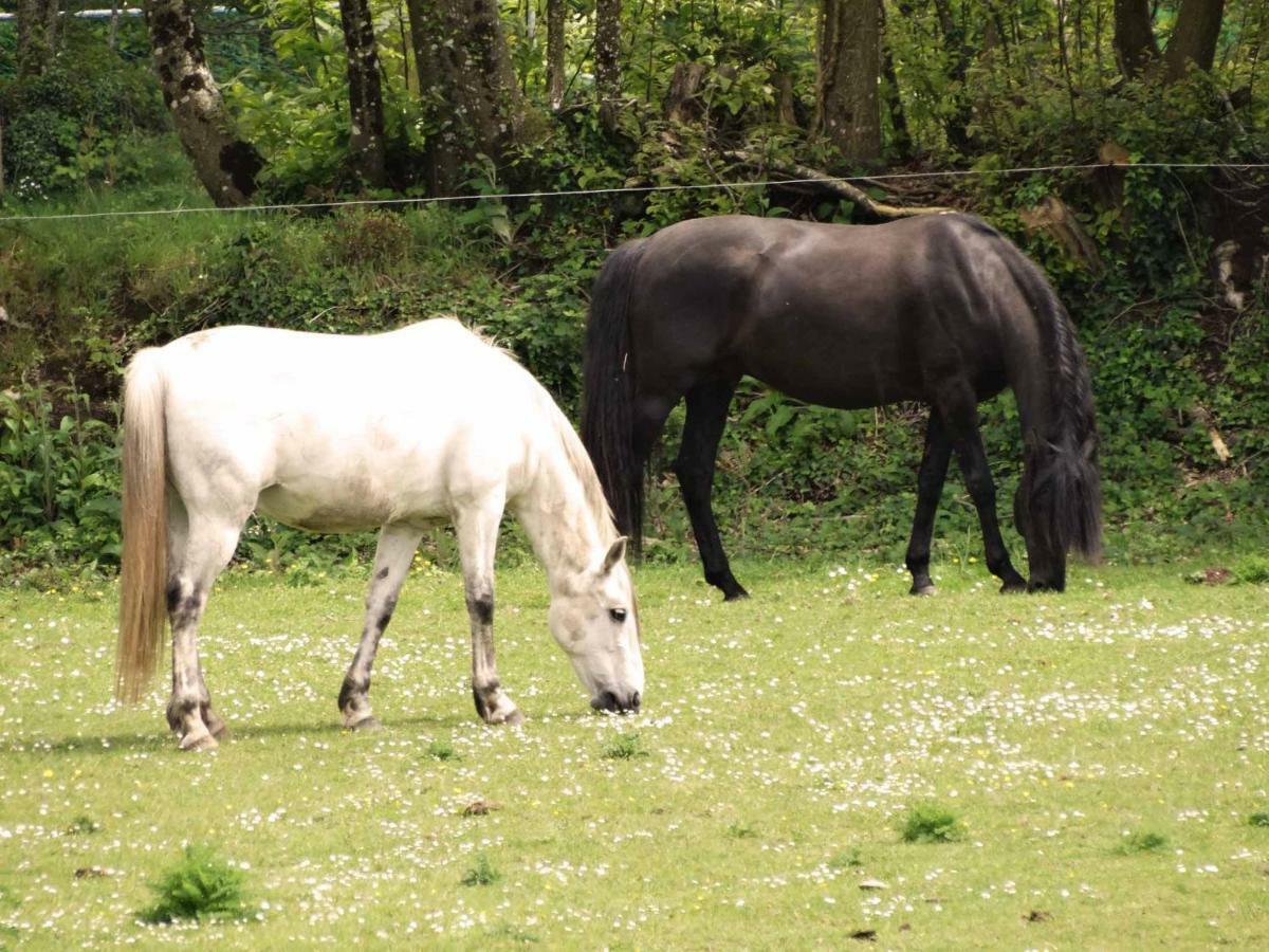 Treffléan Une Roulotte Et Des Chevaux מראה חיצוני תמונה